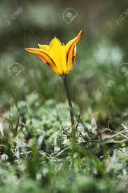 Sie sind bezaubernde blumen und machen einfach glücklich! Wilde Tulpe Schrenk Auch Garten Tulpe Oder Didier Tulpe Oder Gartentulpe Im Fruhjahr Wuste Von Kasachstan Lizenzfreie Fotos Bilder Und Stock Fotografie Image 27897992