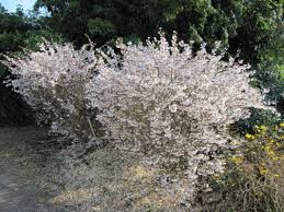 Flowering cherry trees are popular for their showy spring flowers, fruit for the birds and colorful fall foliage. Flowering Cherry Kojo No Mai Prunus Serrulata