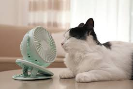 Keep your cat out of conservatories and greenhouses. How To Keep Cats Cool In Summer All About Cats