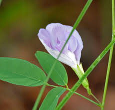 Image result for Platylepis glandulosa