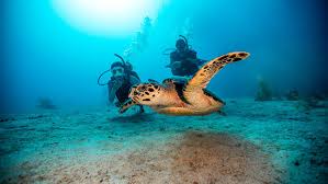 The most popular ones, are cmas, ssi, padi, and naui. Scuba Diving Certification Padi Open Water Diver