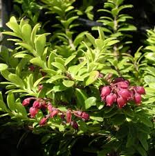Image result for Vaccinium madagascariense