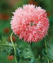 Venus Mohn Und Pflanzen Jahrlicher Blumengarten Bei Burpee Com Blumengarten Burpee Jahrlicher Majesticg Pflanzen Fleischfressende Pflanze Blumen Pflanzen
