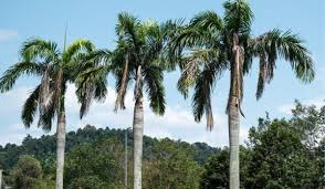 Image result for Roystonea oleracea