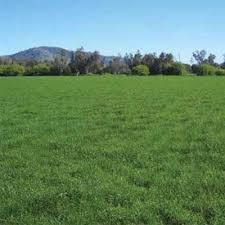 Individual food plot seeds for sale. Awesome Ryegrass 5 30 Per Kg Bell Pasture Seeds