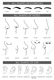 Pleiadian, andromedian and hadarian starseeds. Differently Shaped Noses Ears And Eyebrows Types Of The Human Royalty Free Cliparts Vectors And Stock Illustration Image 77047513