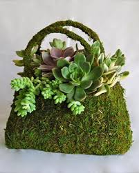 I also share my top tips for growing cacti. Events Occasions Flowers At Will Boise Idaho Event Flowers Succulent Wall Garden Succulents Succulent Wall