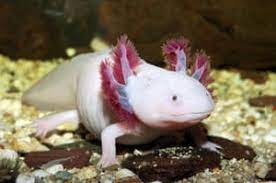 The World S Ugliest Animals In Pictures Environment The Guardian