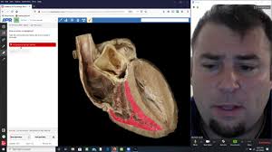A&P Revealed Quizzes for Studying Lab Material