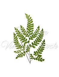 Leaf Botanical Print Botanical Printable Art Vintage Wall Decor Green Leaves Png Digital Antique Illustration Instant Download 1391 Botanical Prints Antique Illustration Vintage Botanical Prints