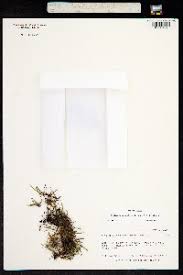 Image result for Lellingeria