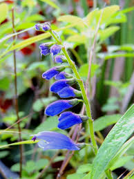 Image result for Vernonia nepetifolia