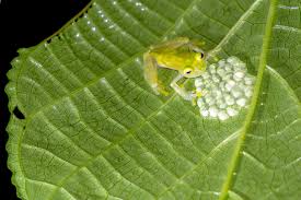 Image result for glass frog