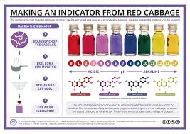 Making A Red Cabbage Ph Indicator The Method And The