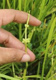 Image result for Wiesneria