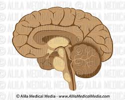 See labeled brain anatomy stock video clips. Alila Medical Media Human Brain Anatomy Labeled Medical Illustration