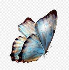 Follow Pedromartinx Butterfly Tumblr Animals Forest Transparent Background Butterflies Png Image With Transparent Background Png Free Png Images In 2021 Butterfly Background Transparent Wallpaper Transparent Background