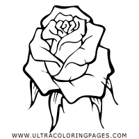 Rosa Disegni Da Colorare Ultra Coloring Pages