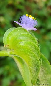 Image result for Cyanotis longifolia