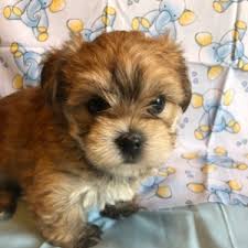 As an amazon associate i earn from qualifying purchases. Raleigh Morkie Puppy 610491 Puppyspot