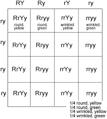 This law states that alleles are transmitted to offspring a dihybrid cross deals with differences in two traits, while a monohybrid cross is centered around a difference in one trait. Dihybrid Crosses