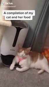 Tiktok A Compilation Of My Cat And Her Food I Popular Memes On The Site Ifunny Co In 2021 Funny Animal Videos Cute Animals Funny Cats
