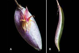 Image result for Pycreus aethiops