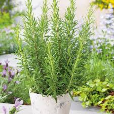 Image result for rosemary container