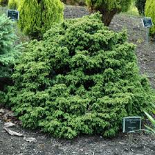 Check spelling or type a new query. Tansu Dwarf Japanese Cedar Cryptomeria Japonica Tansu In Boston Hopkinton Chelmsford Hingham Middleborough Massachusetts Ma At Weston Nurseries