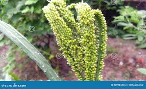 Image result for Eleusine africana