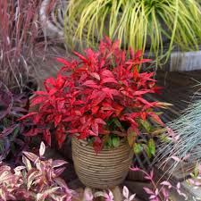 Le sue spesse foglie verdi dalle. Le 10 Varieta Di Piante Di Color Rosso Piu Intriganti