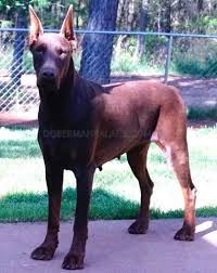 Buy and sell dobermanns puppies & dogs uk with freeads classifieds. European Doberman Pinschers For Sale Doberman Palace