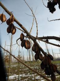 Image result for Clutia monticola