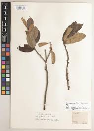 Image result for Argyrolobium macrophyllum