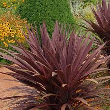 Image result for Cordyline