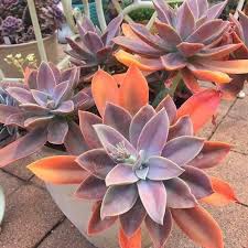 Check spelling or type a new query. Outdoor Gardening Graptoveria Fred Ives Live Succulent Plant Home Living