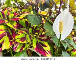 Image result for Sphaeranthus chandleri