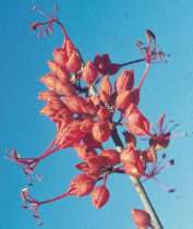 Image result for Cadaba