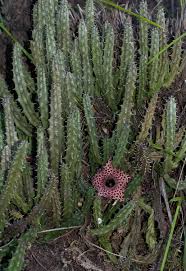 Image result for Huernia hislopii