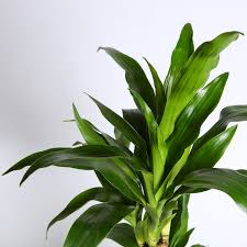 Image result for Dracaena steudneri
