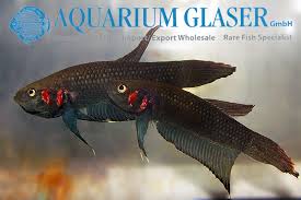 Every breeder has their own methods of breeding bettas. Betta Foerschi Bred Aquarium Glaser Gmbh