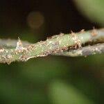 Image result for Arthropteris palisotii