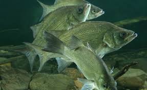 white bass length to weight conversion chart