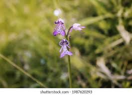 Image result for Aeollanthus repens