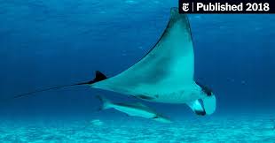 Ray (geometry), half of a line proceeding from an initial point. The Marvelous Filters In The Manta Ray S Mouth The New York Times