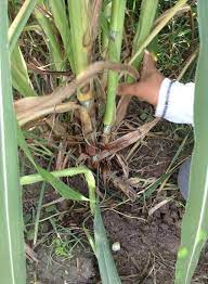 However, low temperatures and drought stress limit its productivity and nutritive value as a forage. Super Napier Pakchong 1 Protein Super Napier Pakchong 1 India Facebook