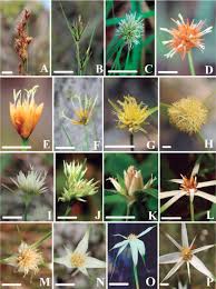 Image result for Hypolytrum goetghebeur