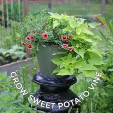 Stick 4+ toothpicks or skewersinto the middle of the potato. Creative Sweet Potato Vine Growing Tips And Ideas Empress Of Dirt