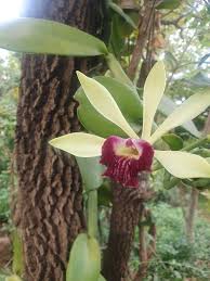 Image result for Vanilla polylepis