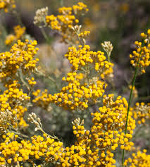 Image result for Helichrysum brassii